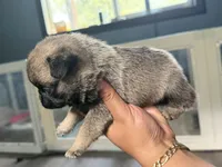 Teddy , a male Pug for sale in Bellingham, WA – 9 of 9