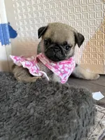 Female Teddy Bear Paris, a female Pug for sale in Bellingham, WA – 5 of 10