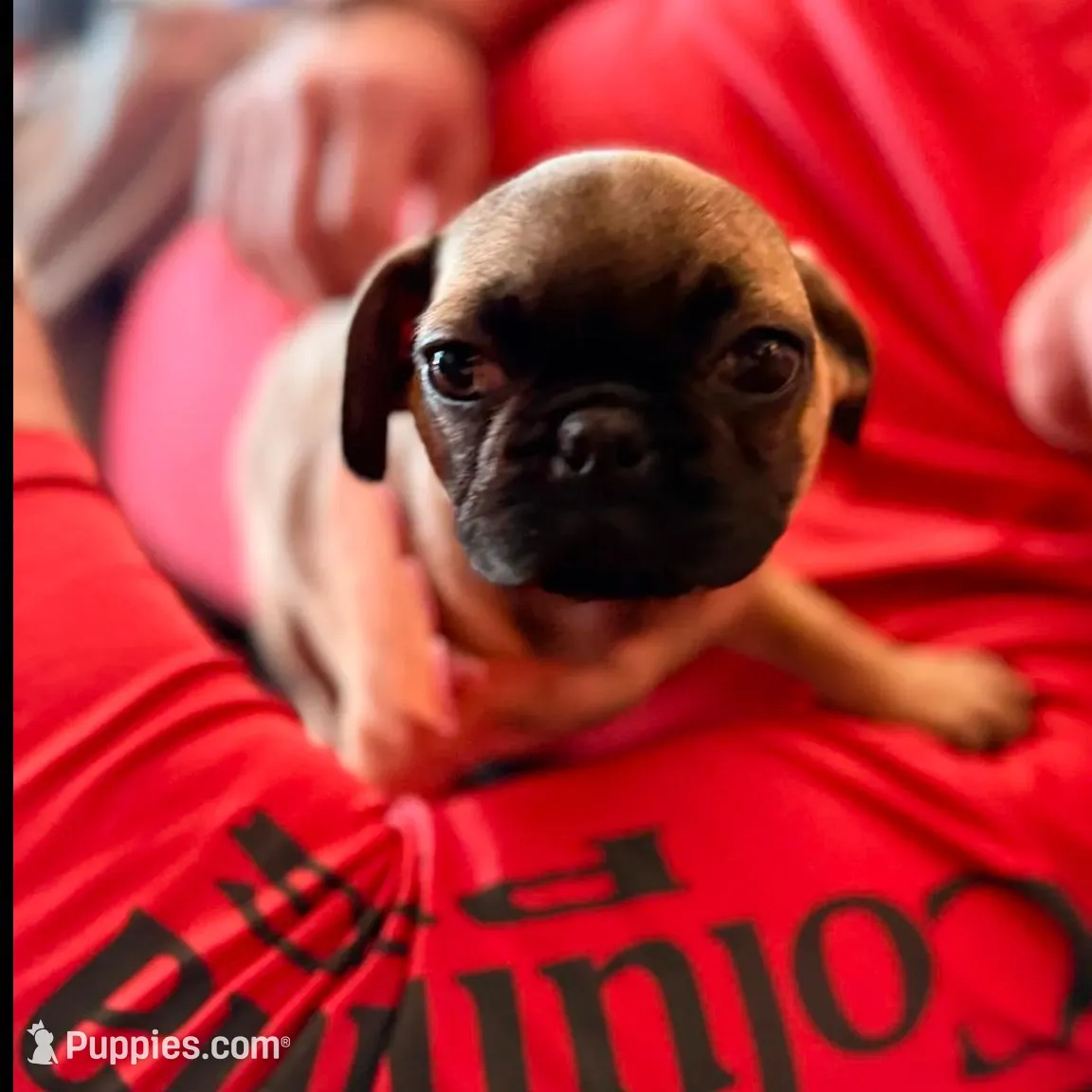 Female Gigi, a female French Bulldog and Pug for sale in Bellingham, WA – Photo 2 of 8