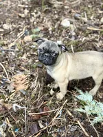 Female Gigi, a female French Bulldog and Pug for sale in Bellingham, WA – Photo 5 of 8