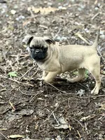 Female Gigi, a female French Bulldog and Pug for sale in Bellingham, WA – Photo 7 of 8