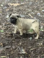 Female Gigi, a female French Bulldog and Pug for sale in Bellingham, WA – Photo 6 of 8
