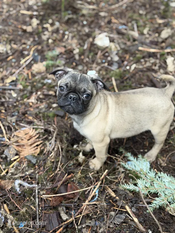 Female Gigi – French Bulldog, Pug puppy for sale in Bellingham, WA