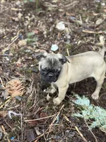 Female Gigi, a female French Bulldog and Pug for sale in Bellingham, WA – Photo 3 of 8