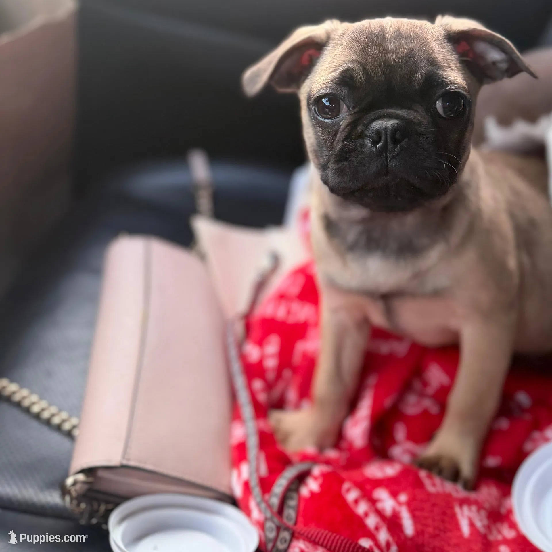 Female Gigi, a female French Bulldog and Pug for sale in Bellingham, WA – Photo 8 of 8