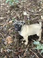 Female Gigi, a female French Bulldog and Pug for sale in Bellingham, WA – Photo 1 of 8