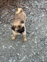 Vicky, a female Pug for sale in Bellingham, WA – Photo 3 of 10