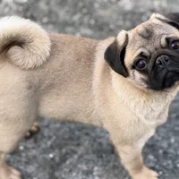 Wanda, a female Pug for sale in Bellingham, WA – Photo 5 of 10