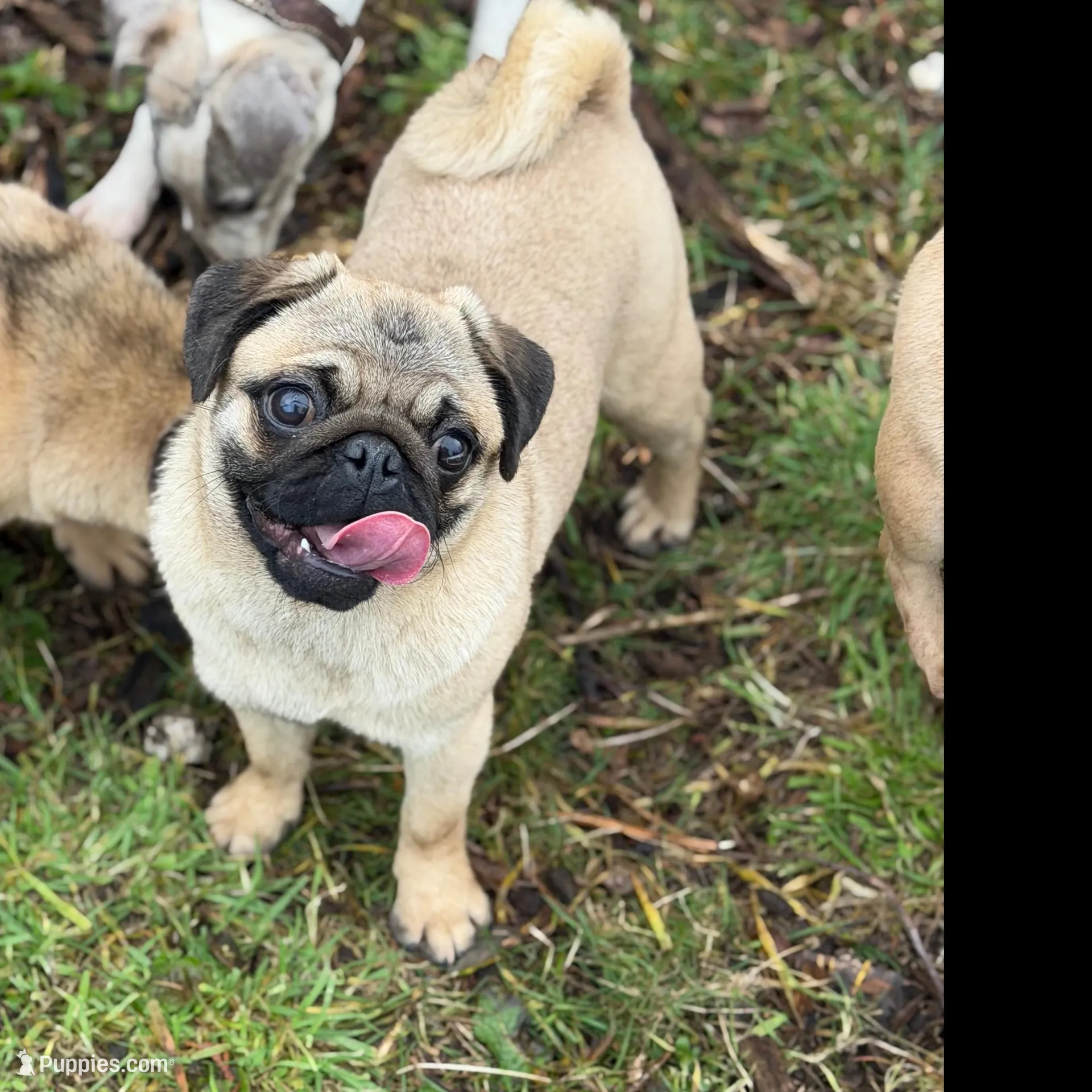 Wanda, a female Pug for sale in Bellingham, WA – Photo 10 of 10