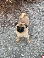 Vicky, a female Pug for sale in Bellingham, WA – Photo 7 of 10