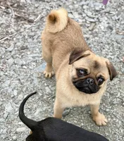 Vicky, a female Pug for sale in Bellingham, WA – Photo 6 of 10