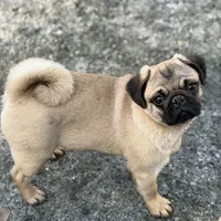 Wanda, a female Pug for sale in Bellingham, WA – Photo 4 of 10