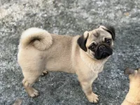 Wanda, a female Pug for sale in Bellingham, WA – Photo 4 of 10