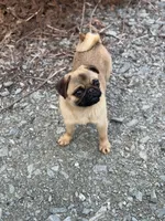 Vicky, a female Pug for sale in Bellingham, WA – Photo 2 of 10