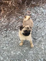 Vicky, a female Pug for sale in Bellingham, WA – Photo 4 of 10