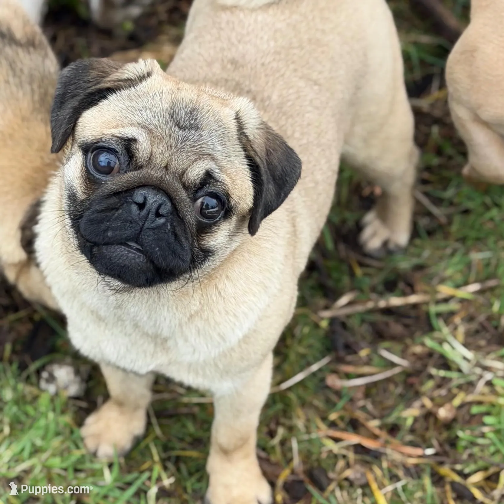 Wanda, a female Pug for sale in Bellingham, WA – Photo 9 of 10