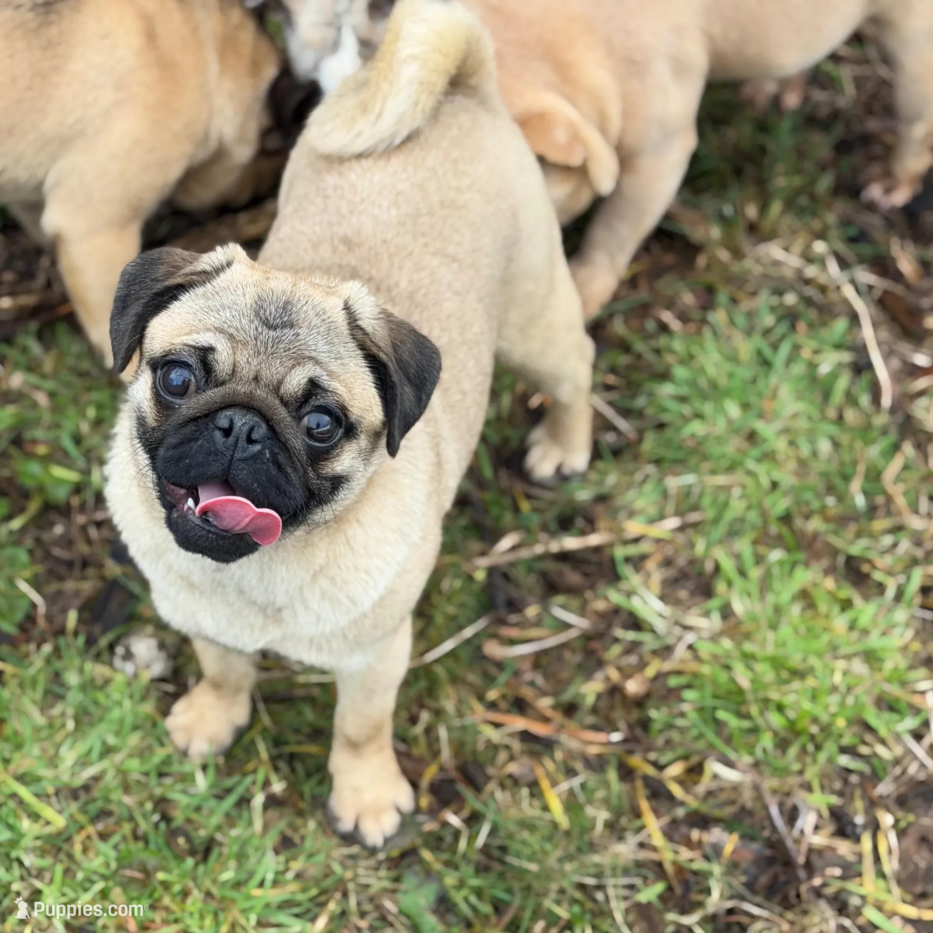 Wanda, a female Pug for sale in Bellingham, WA – Photo 8 of 10