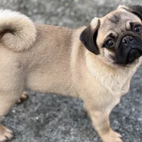 Wanda, a female Pug for sale in Bellingham, WA – Photo 6 of 10