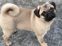 Wanda, a female Pug for sale in Bellingham, WA – Photo 6 of 10