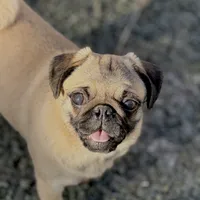 Wanda, a female Pug for sale in Bellingham, WA – Photo 3 of 10