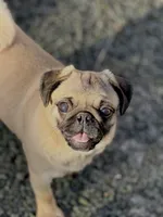 Wanda, a female Pug for sale in Bellingham, WA – Photo 3 of 10