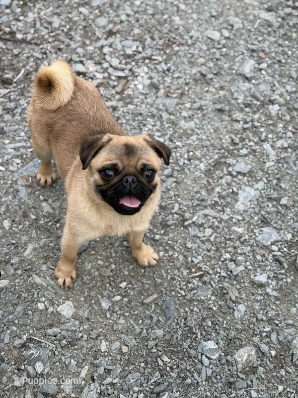 Vicky – Pug puppy for sale in Bellingham, WA