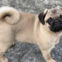 Wanda, a female Pug for sale in Bellingham, WA – Photo 7 of 10