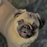 Wanda, a female Pug for sale in Bellingham, WA – Photo 1 of 10