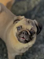 Wanda, a female Pug for sale in Bellingham, WA – Photo 1 of 10