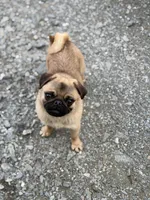 Vicky, a female Pug for sale in Bellingham, WA – Photo 9 of 10