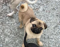 Vicky, a female Pug for sale in Bellingham, WA – Photo 5 of 10