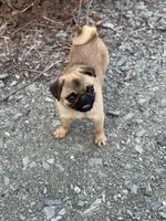 Vicky, a female Pug for sale in Bellingham, WA – Photo 10 of 10