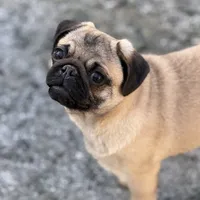 Wanda, a female Pug for sale in Bellingham, WA – Photo 2 of 10