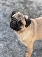 Wanda, a female Pug for sale in Bellingham, WA – Photo 2 of 10