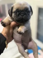 Philly Male Teddy bear pug, a male Pug for sale in Bellingham, WA – 4 of 9