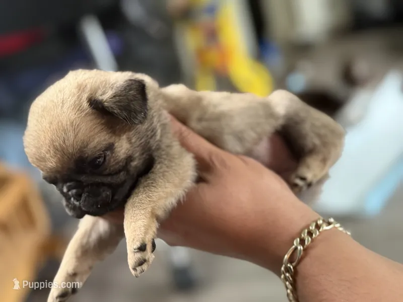Male MAX  – Pug puppy for sale in Bellingham, WA