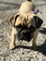 Gigi, a female French Bulldog and Pug for sale in Bellingham, WA – 2 of 10