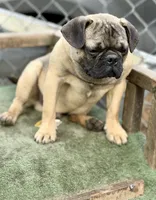 Max, a male French Bulldog and Pug for sale in Bellingham, WA – 4 of 10