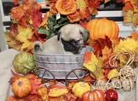 Philly Male Teddy bear pug, a male Pug for sale in Bellingham, WA – 7 of 9