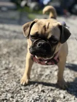Gigi, a female French Bulldog and Pug for sale in Bellingham, WA – 3 of 10