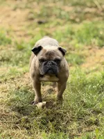 Ears are down now sable tri, a male French Bulldog for sale in Bellingham, WA – 3 of 10