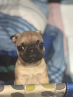 Frug female puppy, a female French Bulldog and Pug for sale in Bellingham, WA – Photo 4 of 10