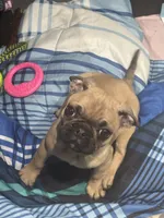 Frug female puppy, a female French Bulldog and Pug for sale in Bellingham, WA – Photo 3 of 10