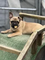 Frug female puppy, a female French Bulldog and Pug for sale in Bellingham, WA – Photo 7 of 8