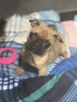 Frug female puppy, a female French Bulldog and Pug for sale in Bellingham, WA – Photo 9 of 10