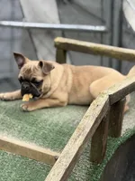 Frug female puppy, a female French Bulldog and Pug for sale in Bellingham, WA – Photo 4 of 8