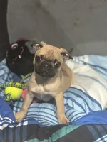 Frug female puppy, a female French Bulldog and Pug for sale in Bellingham, WA – Photo 5 of 10