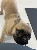 Frug female puppy, a female French Bulldog and Pug for sale in Bellingham, WA – Photo 6 of 8