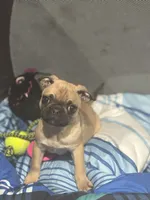 Frug female puppy, a female French Bulldog and Pug for sale in Bellingham, WA – Photo 8 of 10