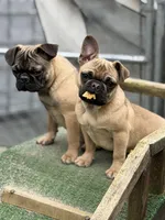 Frug female puppy, a female French Bulldog and Pug for sale in Bellingham, WA – Photo 8 of 8